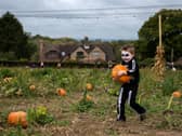 There are lots of pumpkin patches open across Northern Ireland this Halloween.
