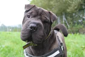 Shar-Pei Ollie is a lovable boy who always puts a smile on his carers’ faces thanks to his charming personality. He is keen to learn and knows various commands from ‘giving a paw’ to ‘go to bed’.
