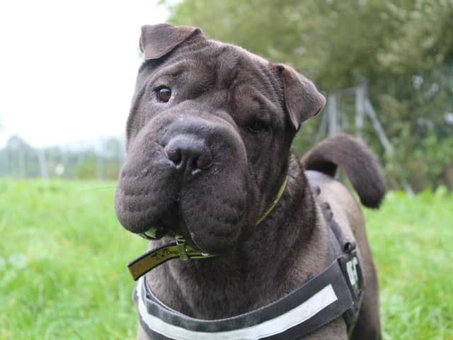 Shar-Pei Ollie is a lovable boy who always puts a smile on his carers’ faces thanks to his charming personality. He is keen to learn and knows various commands from ‘giving a paw’ to ‘go to bed’.