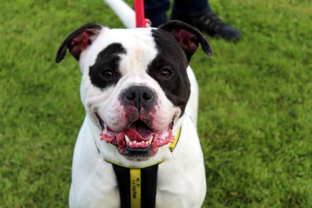 Snoopy is a fabulous American Bulldog who is super friendly. He loves spending time with his carers and getting cuddles. He also loves getting out and about for his walks as he is an active lad