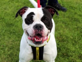 Snoopy is a fabulous American Bulldog who is super friendly. He loves spending time with his carers and getting cuddles. He also loves getting out and about for his walks as he is an active lad