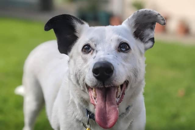 Terrier cross Casper is a great doggy companion who is currently enjoying all the comforts of home in foster care while he awaits his forever home.  He is a shy but very sweet natured boy
