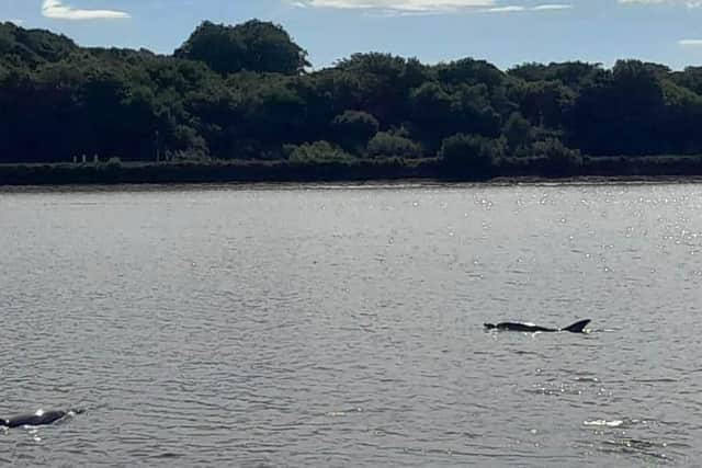 Dolphins in the River Foyle on Monday morning. Photo: Allan Bogle.