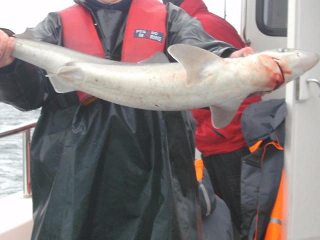 Spurdog; Fíogach gobach; Squalus acanthias.