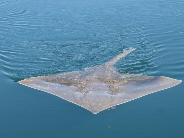 Common skate; Sciata coiteann; Dipturus batis.