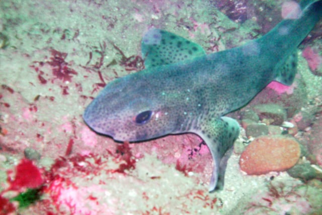 Lesser-spotted dogfish or small-spotted catshark; Catsúileach ballach; Scyliorhinus canicula.