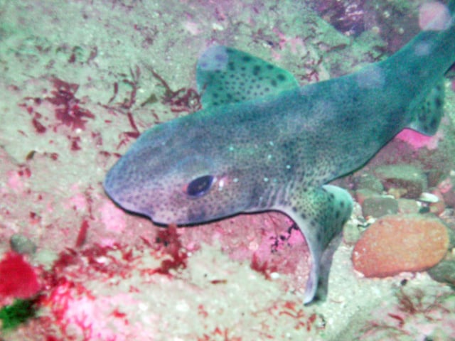 Lesser-spotted dogfish or small-spotted catshark; Catsúileach ballach; Scyliorhinus canicula.