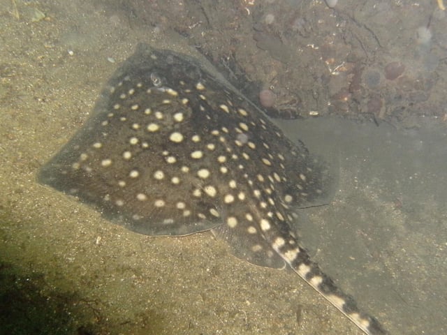 Thornback ray; Roc garbh; Raja clavata.