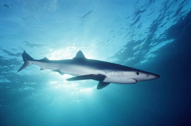 Blue shark; Siorc gorm; Prionace glauca.
