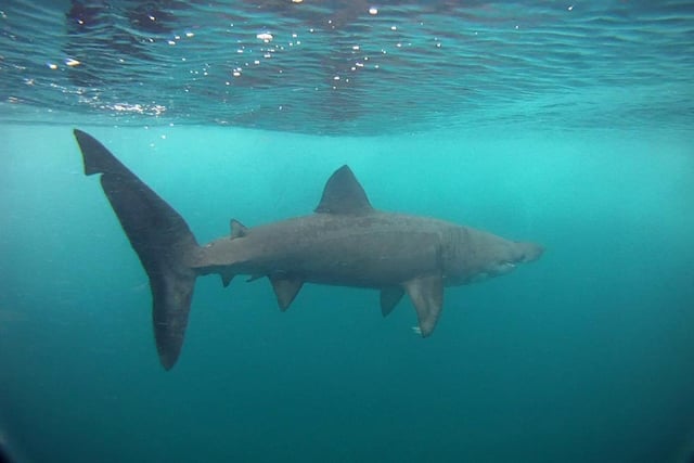 Basking shark; Liamhán mór gréine; Cetorhinus maximus.