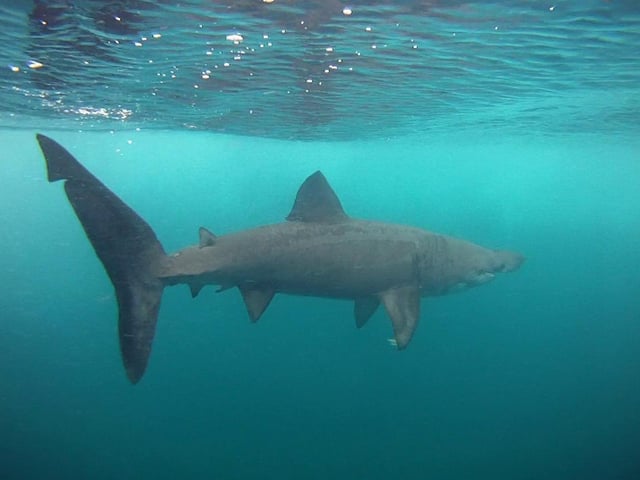 Basking shark; Liamhán mór gréine; Cetorhinus maximus.