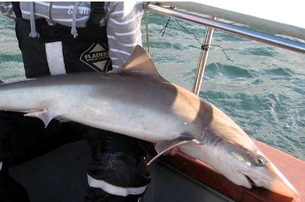 Tope; Gearrthóir; Galeorhinus galeus.