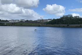 A dolphin in Derry