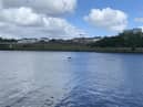 A dolphin in Derry