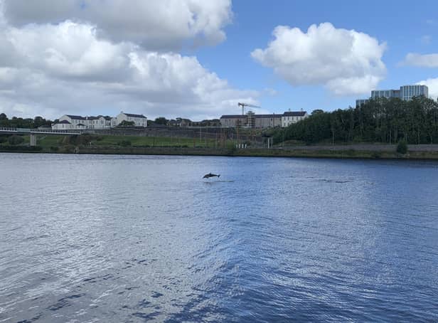 A dolphin in Derry