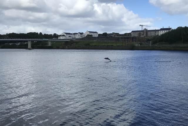 A dolphin in the River Foyle