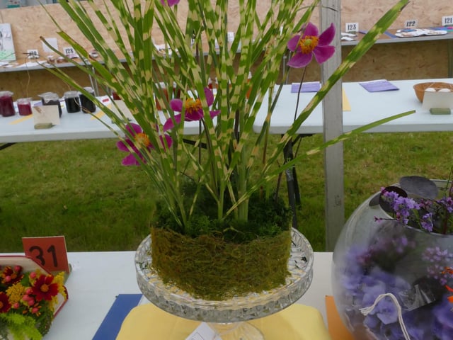 Best arrangement of Flowers- Nan Phillips