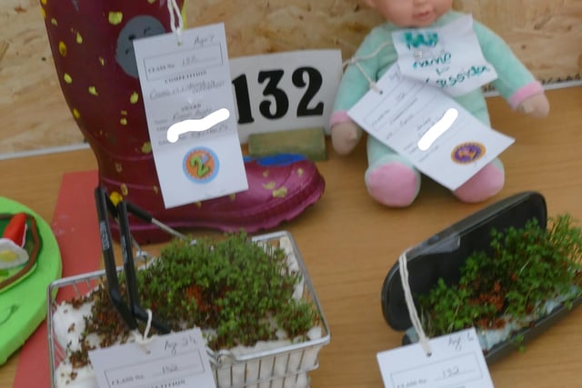 Cress grown in an unusual container - Under 8 class