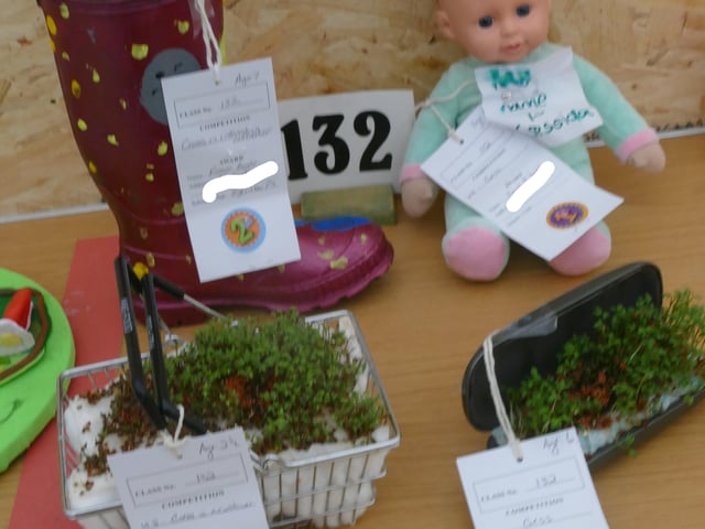 Cress grown in an unusual container - Under 8 class