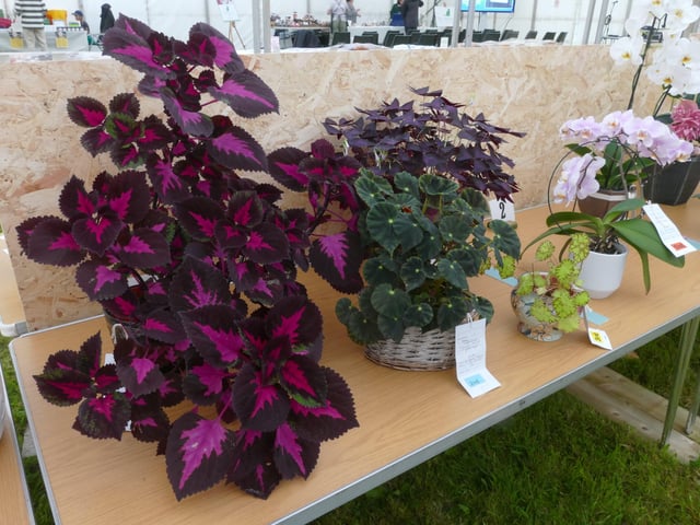 House Plant grown for foliage