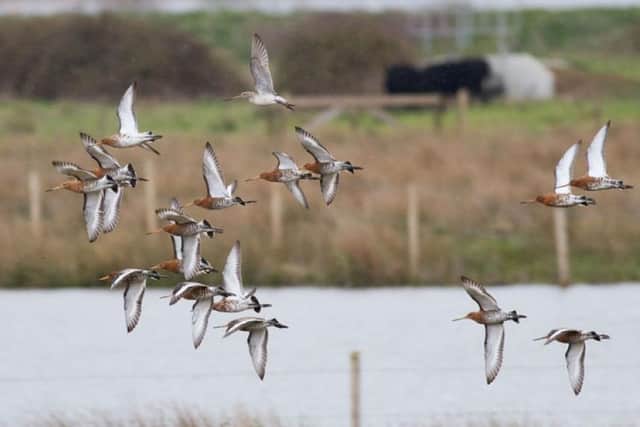 Black tailed godwits