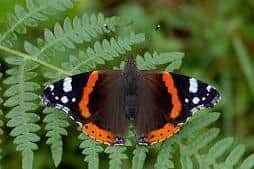 The Red Admiral