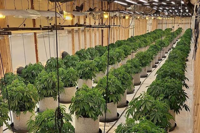Police said they seized suspected cannabis plants during an operation on Wednesday.