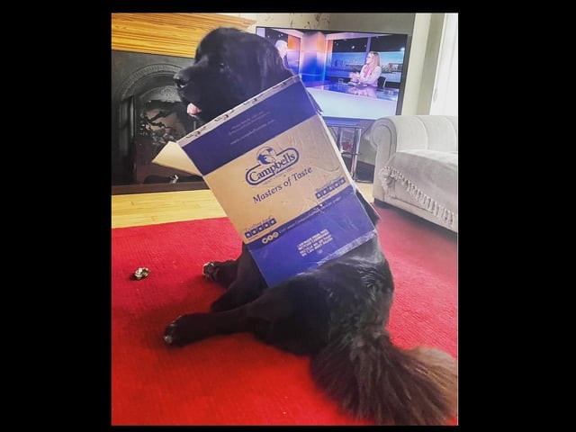 Dusty our Newfoundland! The biggest eejit you’ll ever meet at 80kg