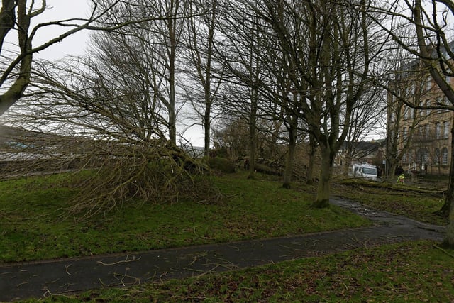Trees along the Foyle Embankment uprooted by Storm Isha. Photo: George Sweeney