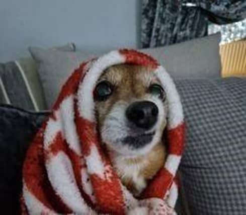 Part two in a collection of pictures of the beautiful dogs of Derry and Donegal, sent in by Derry Journal readers.