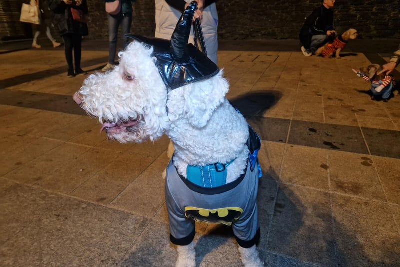 Alfie as Batdog.