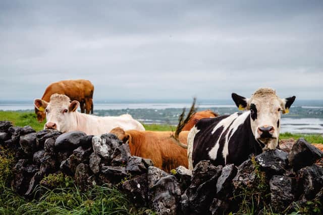 A new pilot aimed at eradicating the bovine tuberculosis is to be launched imminently in Derry and North East Donegal