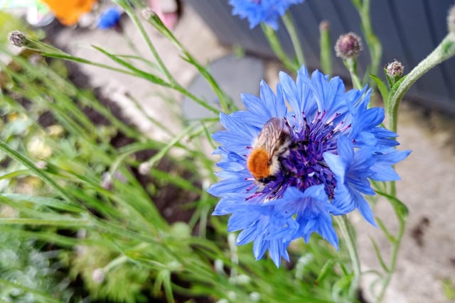 A little bee napping on a Cornflower in my garden.