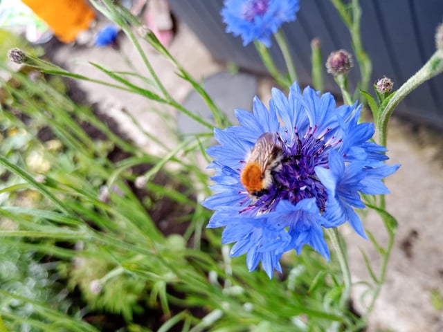 A little bee napping on a Cornflower in my garden.