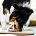 Pet owners admit they don’t know what goes in their pet’s food
