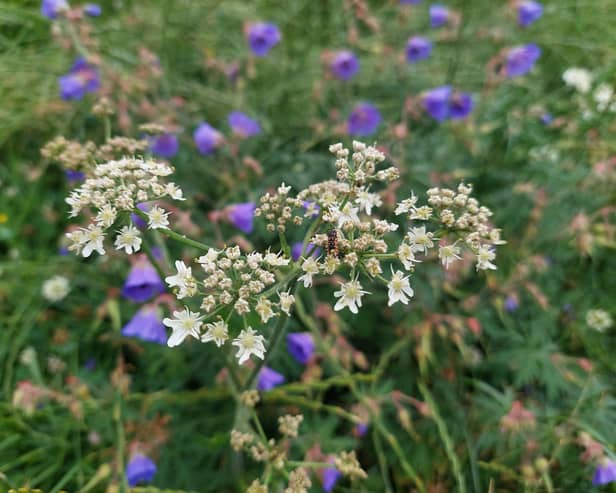 A wild patch for hedgehogs and wildlife.
