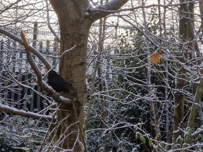 Bay Road Nature Reserve in Derry.