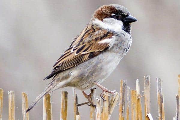 House Sparrow