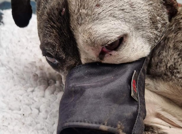 The dog which was buried alive and hit with rocks.