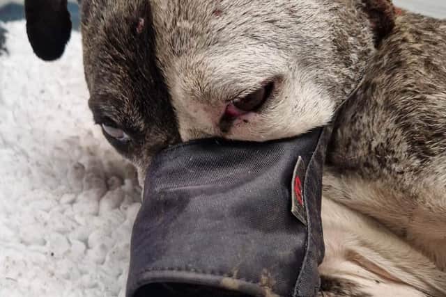 The dog which was buried alive and hit with rocks.