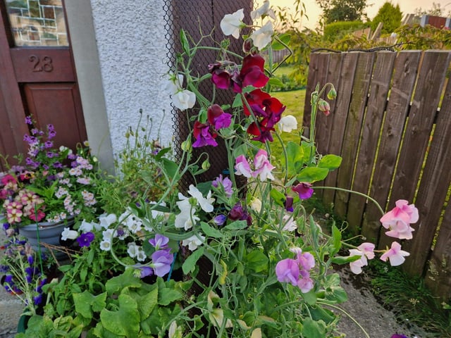 Sweet Pea.