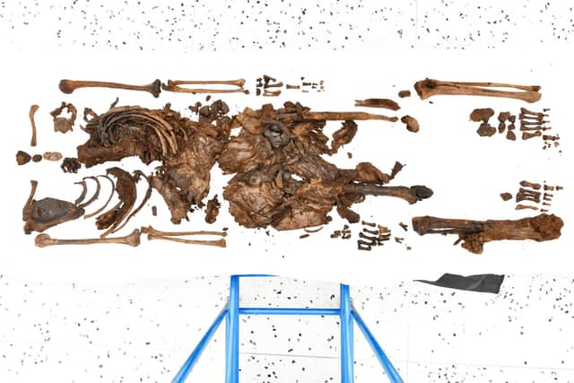 The 2000-2500 year old bones, skin, fingernails, toenails and kidney of a male aged between 13-17 years old at the time of death that were recently discovered in Bellaghy.