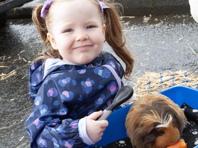Three years-old Mollie Harkin attending to her rabbit duties.
