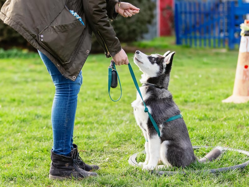 Turns out you can teach your dog a new trick so why not spend some time bonding this Valentine's Day by teaching your dog something new or polishing an old trick. From sit to spin, there's never enough tricks a dog can learn and the internet is full of tutorials on how you can teach them. Alternatively, take your dog outside and practice their old tricks to see how well they get on in an environment with more distractions. Whatever you do, keep it fun, simple and short - you don't want you or the dog getting frustrated.