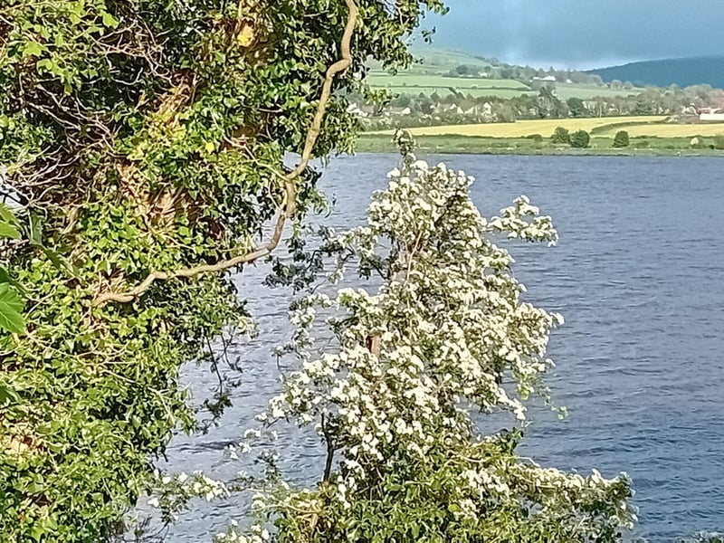 Hawthorn out the 'Line' of Foyle Valley Greenway with a view of Newbuildings