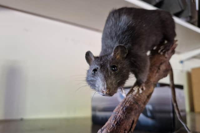 North West Pest Control's unofficial mascot, Norman the rat.