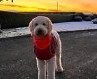 Part two in a collection of pictures of the beautiful dogs of Derry and Donegal, sent in by Derry Journal readers.