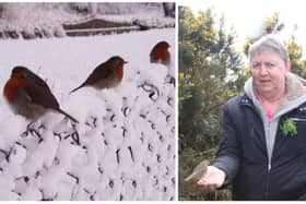 On left, the photograph of the three robins in the snow, snapped by Anthony Craig and on right, Anthony pictured with a robin resting on his hand.