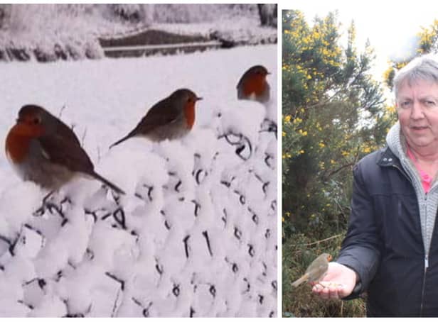 On left, the photograph of the three robins in the snow, snapped by Anthony Craig and on right, Anthony pictured with a robin resting on his hand.