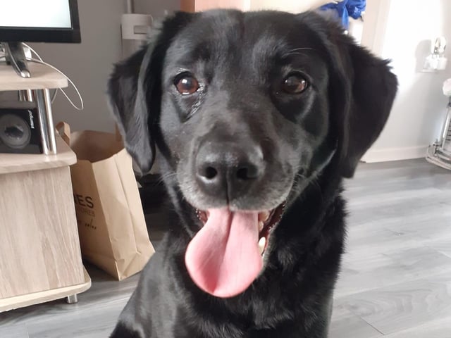 The delightful dogs of Derry and Inishowen, as sent in by proud Derry Journal readers.